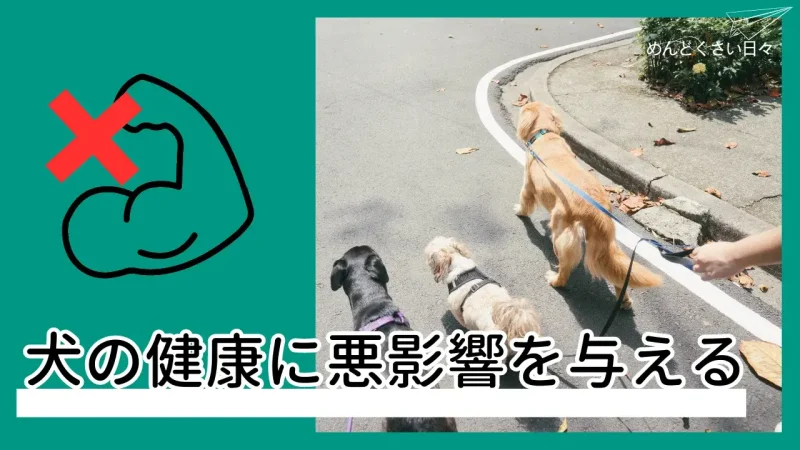 犬の散歩がめんどくさいとやめると犬の健康に悪影響がある