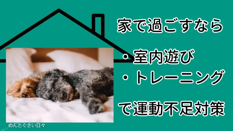 犬の散歩がめんどくさいから家で過ごすなら室内遊びで運動不足を解消する